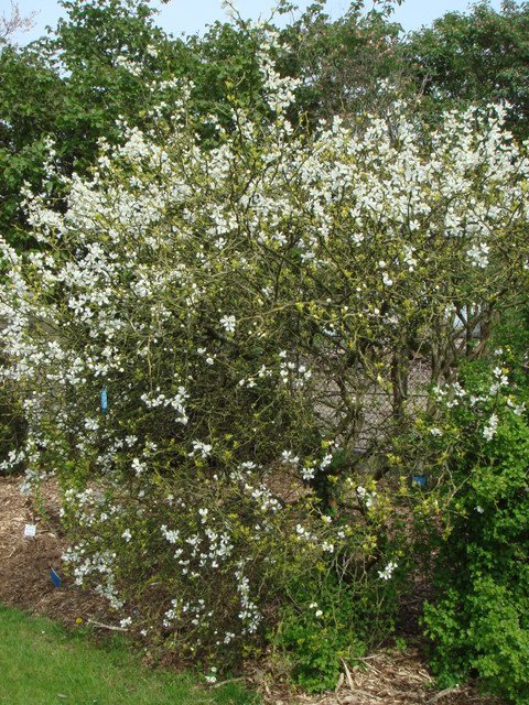 Poncirus trifoliata P2D P29 (2)